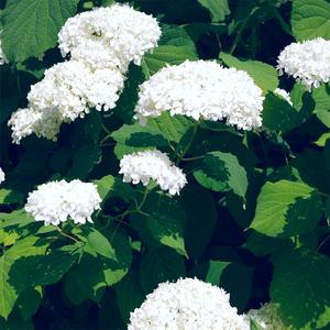 五月婷婷综合在线
